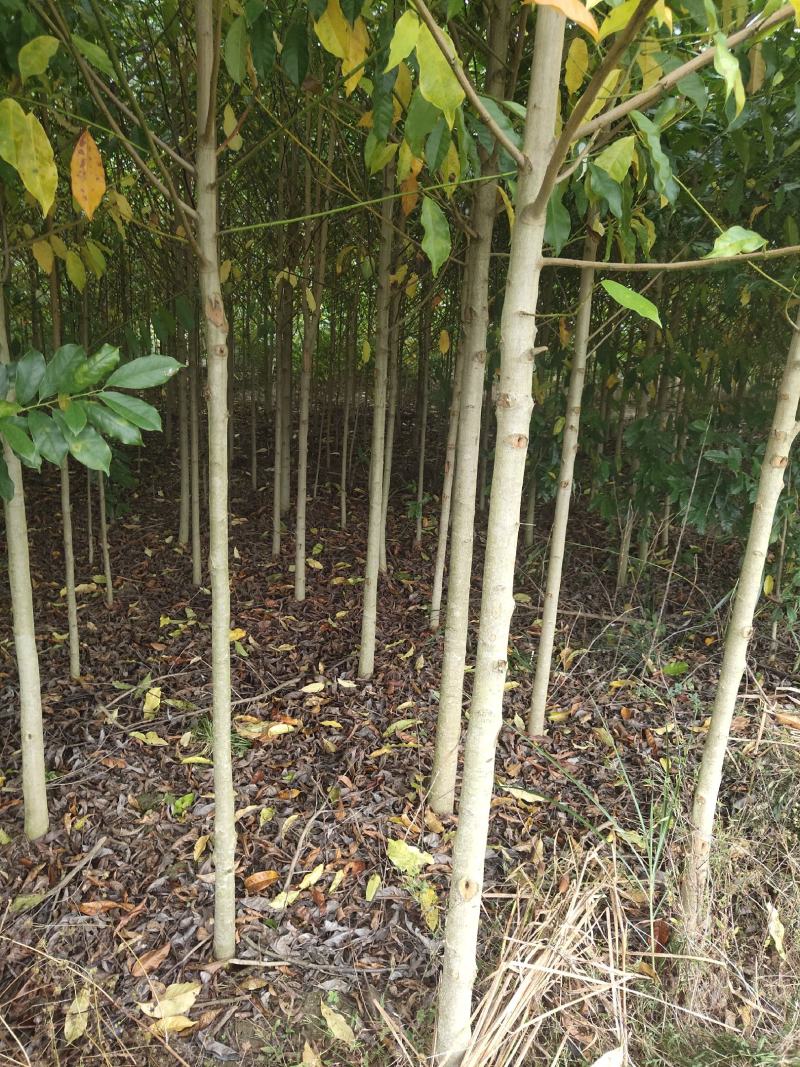 【苗圃供应】湖南乐昌含笑米径5一6公分，规格齐全全国供应