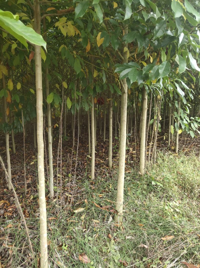 【苗圃供应】湖南乐昌含笑米径5一6公分，规格齐全全国供应