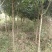 【苗圃供应】湖南乐昌含笑米径5一6公分，规格齐全全国供应