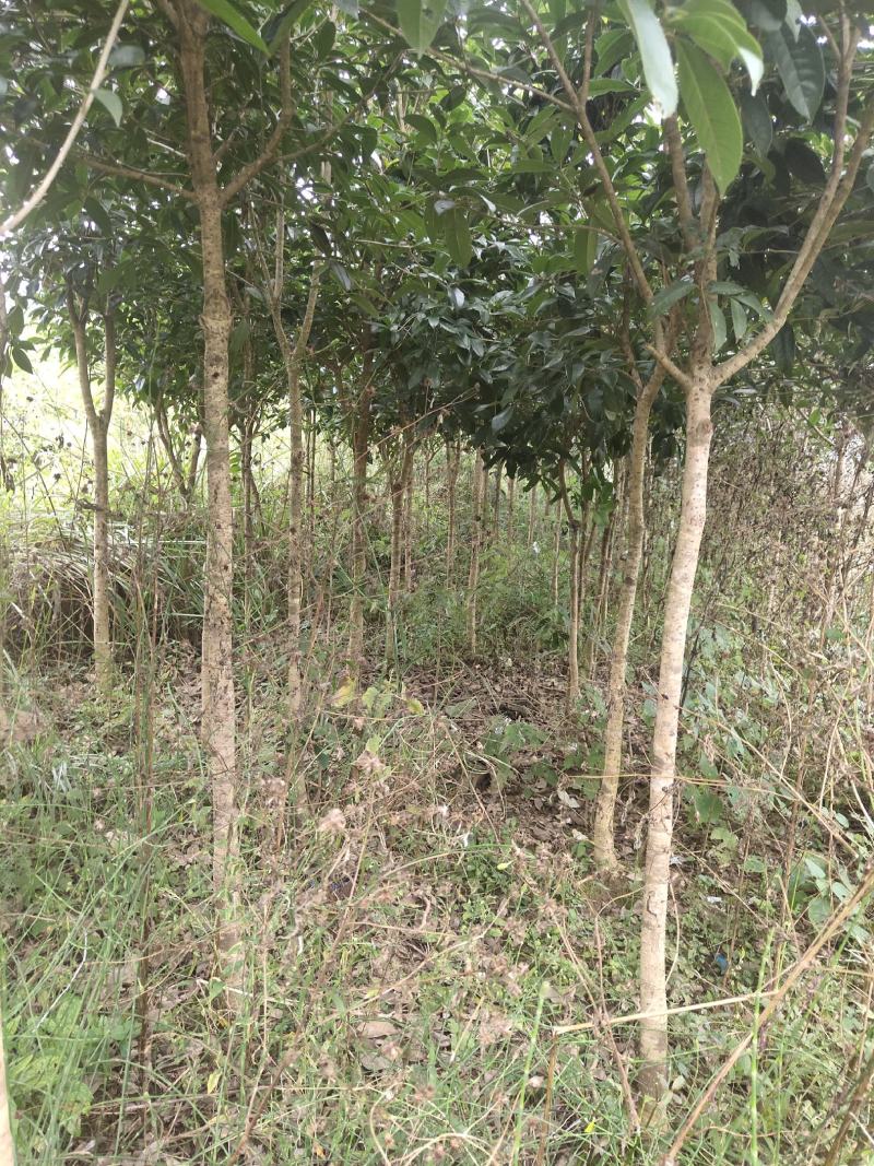【苗圃供应】湖南乐昌含笑米径5一6公分，规格齐全全国供应
