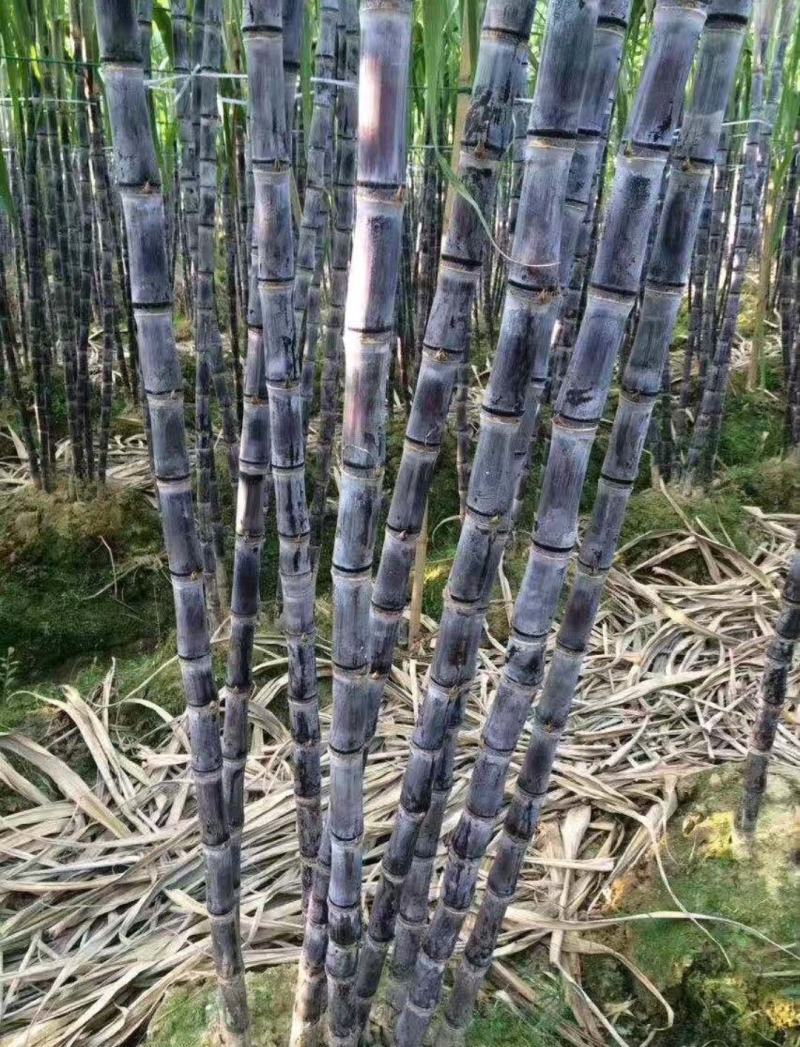 【全国代发】广西优质黑皮甘蔗条直节度均匀产地批发