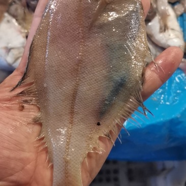渤海湾刀鱼！大连黄龙尾小海鲜