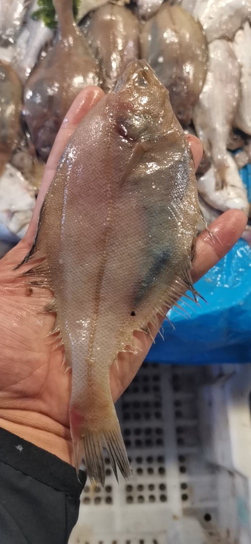 渤海湾刀鱼！大连黄龙尾小海鲜
