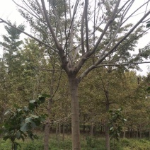 常年供应各种规格合欢，绒花树，土合欢，欢迎咨询