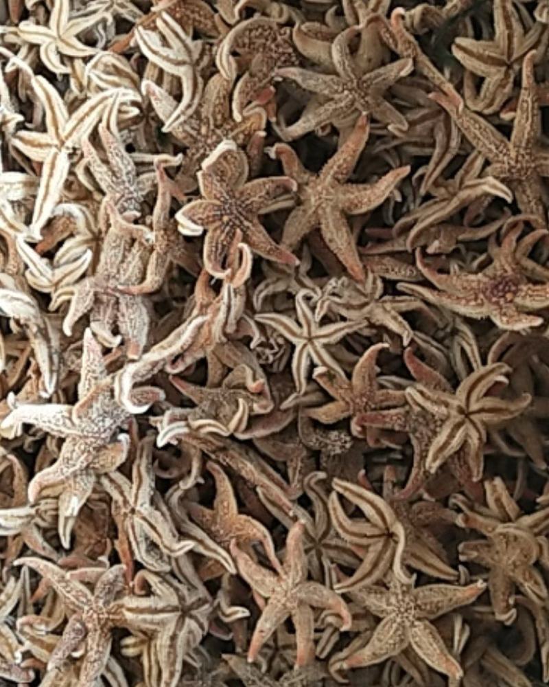 大连海星干，颜色好！小个头海王星泡酒煲汤，支线上交易