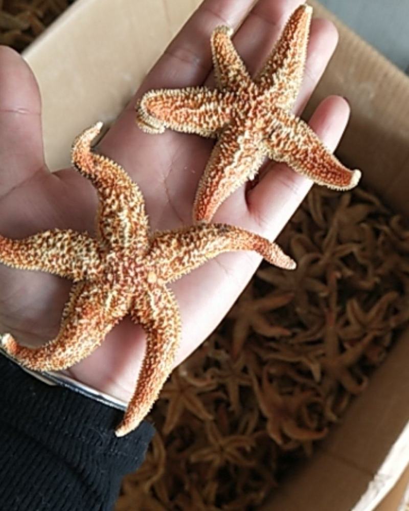 大连海星干，颜色好！小个头海王星泡酒煲汤，支线上交易