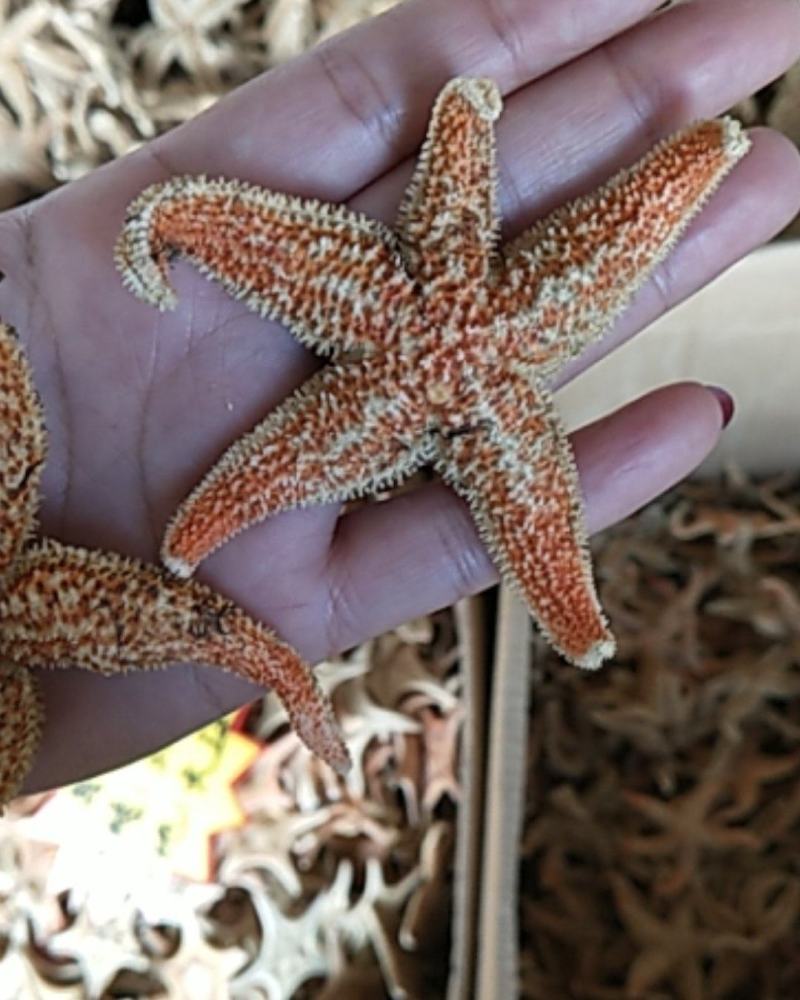 大连海星干，颜色好！小个头海王星泡酒煲汤，支线上交易