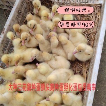 白狮头鹅三花四季鹅种蛋，蛋托发货，受精率90%