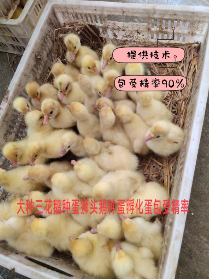 白狮头鹅三花四季鹅种蛋，蛋托发货，受精率90%