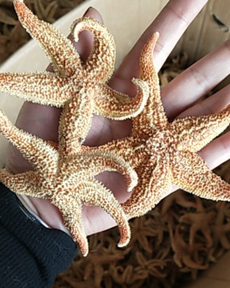 大连海星干，颜色好！小个头海王星泡酒煲汤，支线上交易
