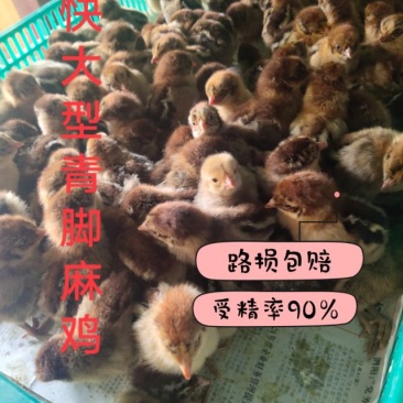 精品土鸡苗，快大型肉鸡苗，五黑苗等各品种鸡苗防疫完善