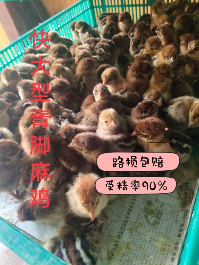 精品土鸡苗，快大型肉鸡苗，五黑苗等各品种鸡苗防疫完善