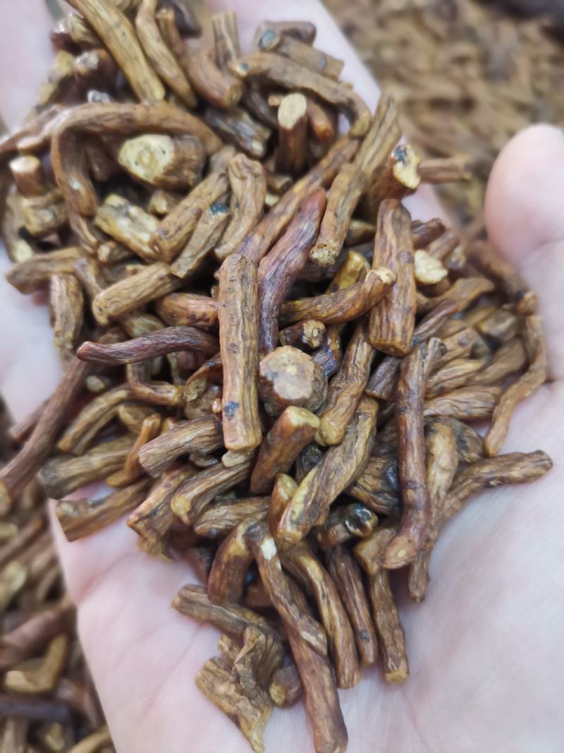 公英根新货熟茶婆婆丁蒲公英根茶一件代发批发价格