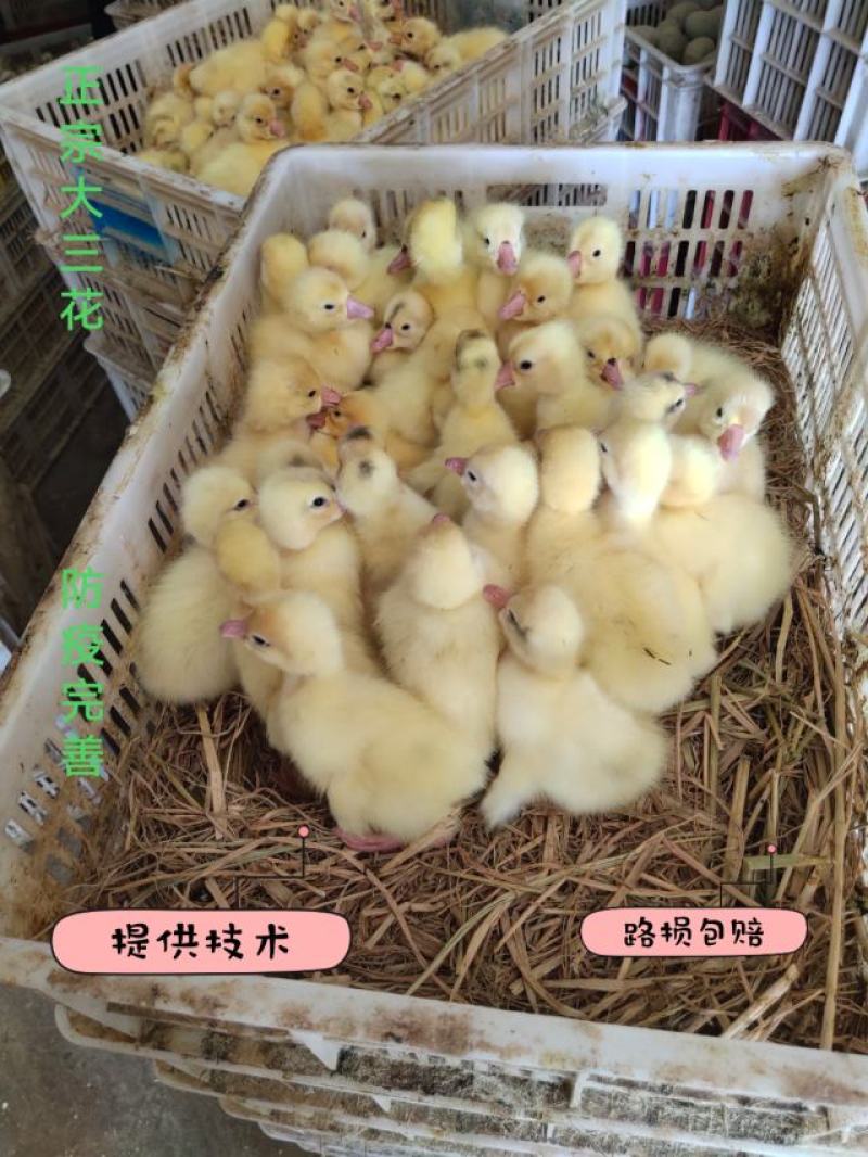 正宗大三花，大种鹅蛋出售，蛋托发货，破损补损