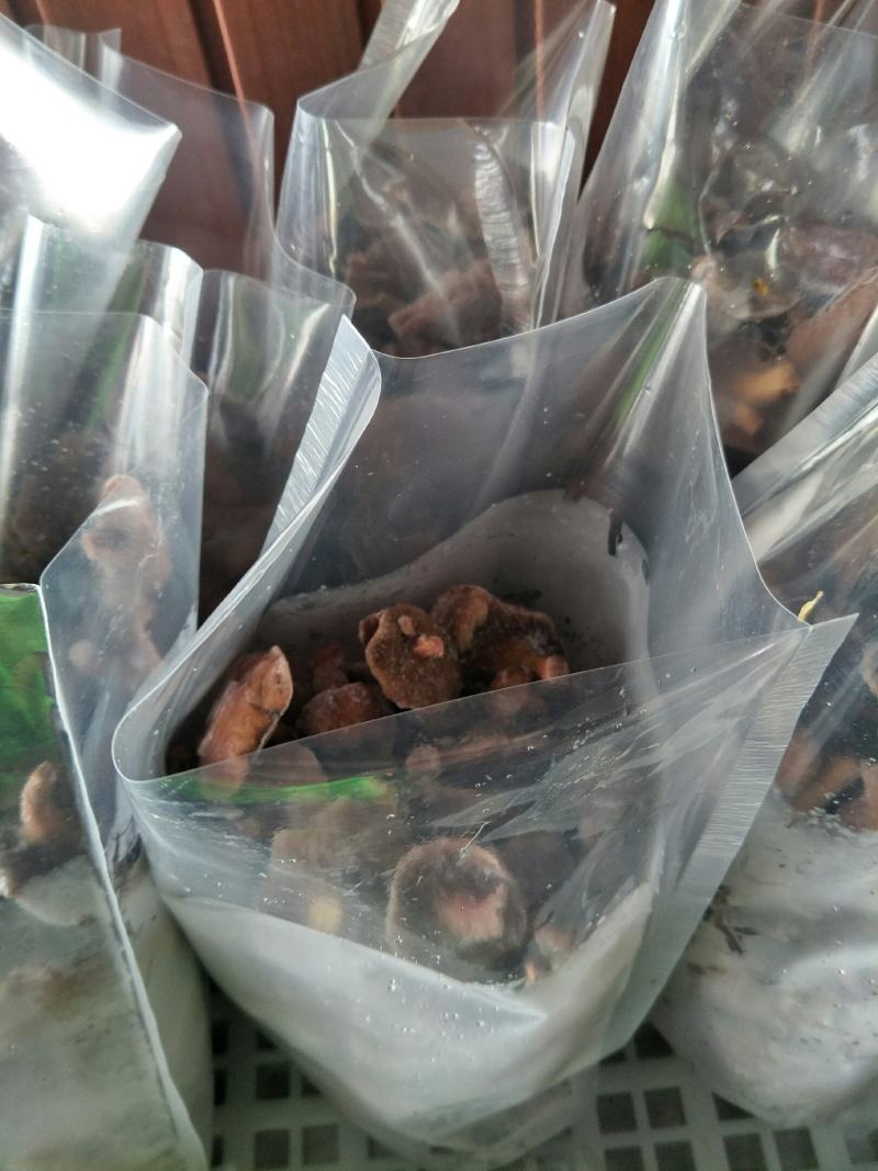 【冻红乳牛肝菌】餐厅、个人火锅用