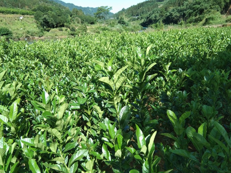 广西高产改良佛手苗成活率高，亩产量高！量大包办检疫证