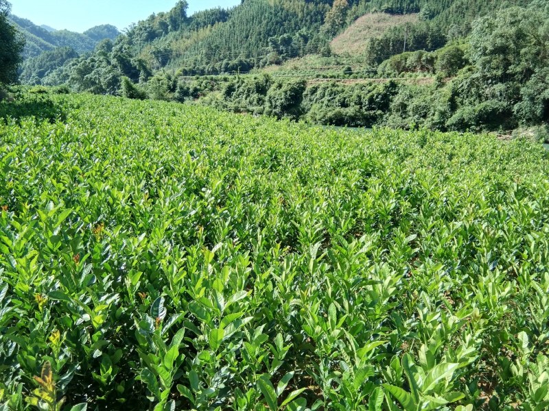 广西高产改良佛手苗成活率高，亩产量高！量大包办检疫证