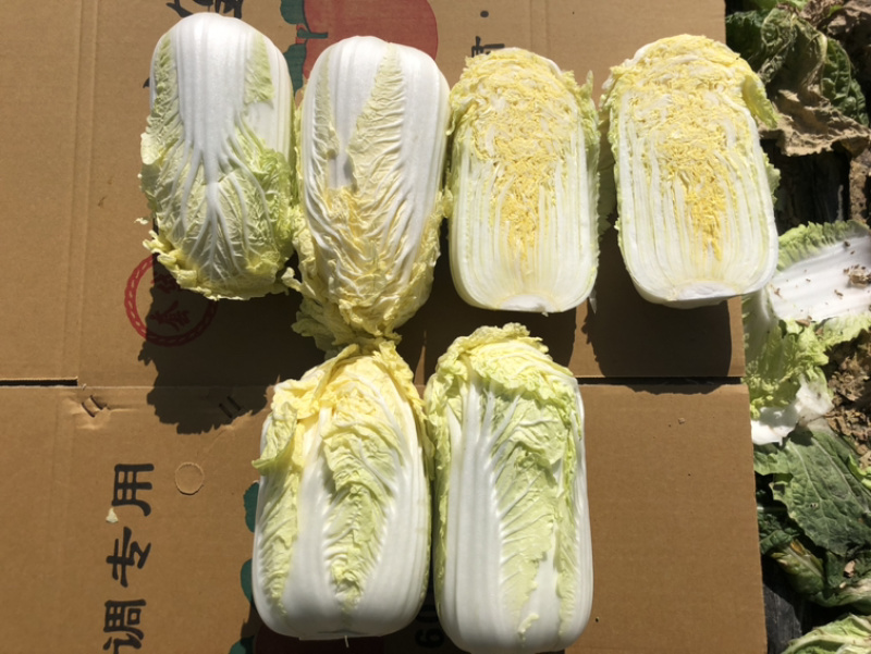 娃娃菜究极精品玲珑黄出口品质