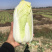 娃娃菜究极精品玲珑黄出口品质