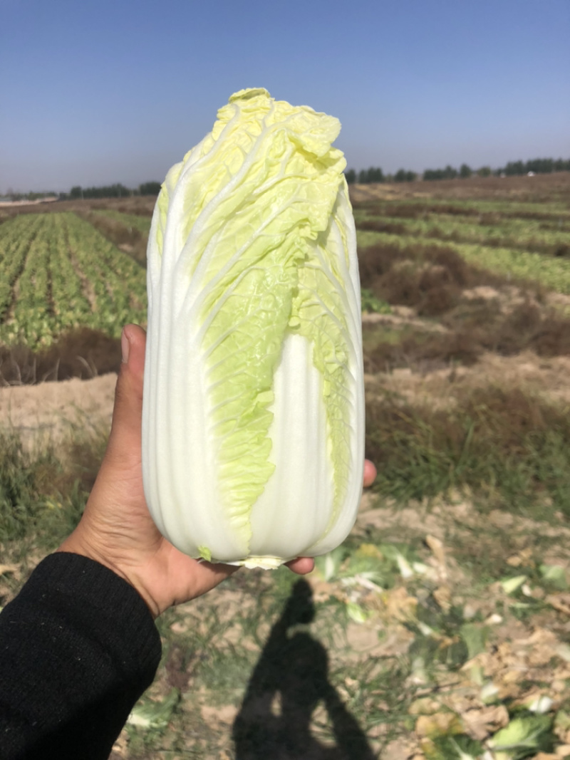 娃娃菜究极精品玲珑黄出口品质