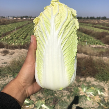 娃娃菜究极精品玲珑黄出口品质