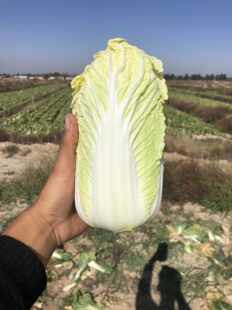 娃娃菜究极精品玲珑黄出口品质