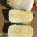 娃娃菜究极精品玲珑黄出口品质
