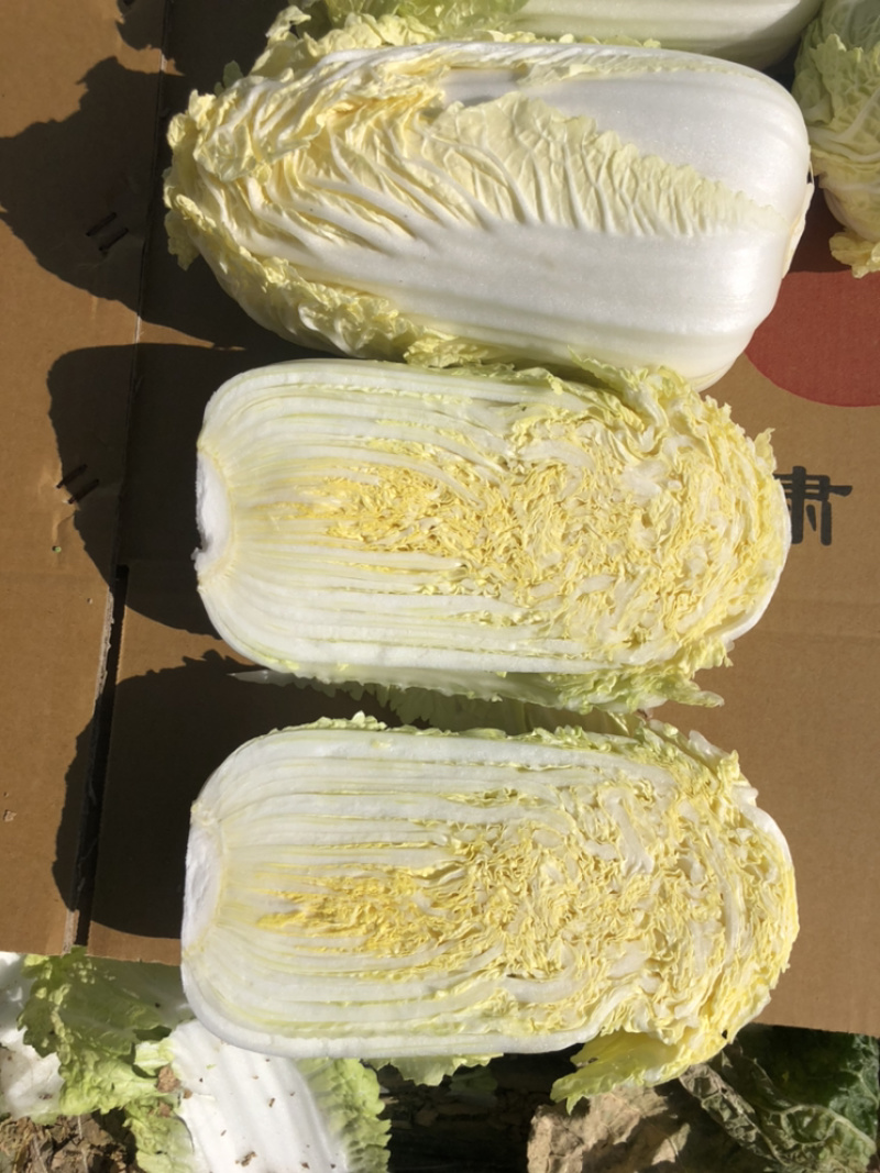 娃娃菜究极精品玲珑黄出口品质