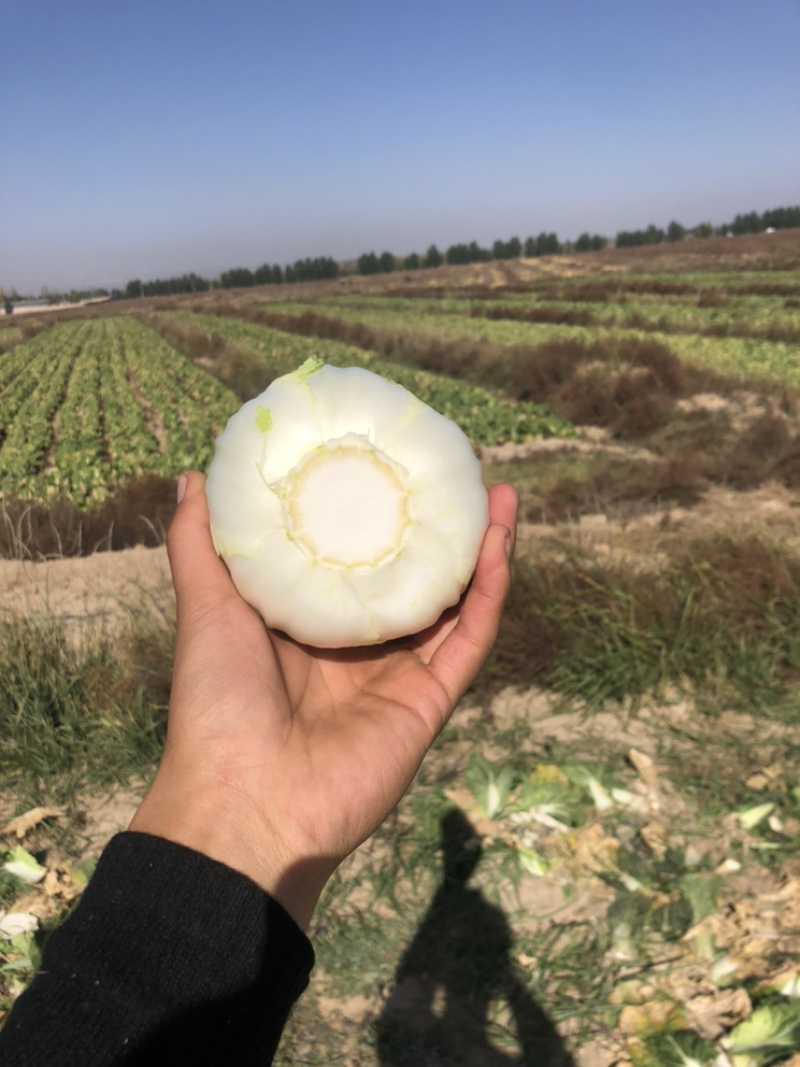 娃娃菜究极精品玲珑黄出口品质