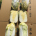 娃娃菜究极精品玲珑黄出口品质
