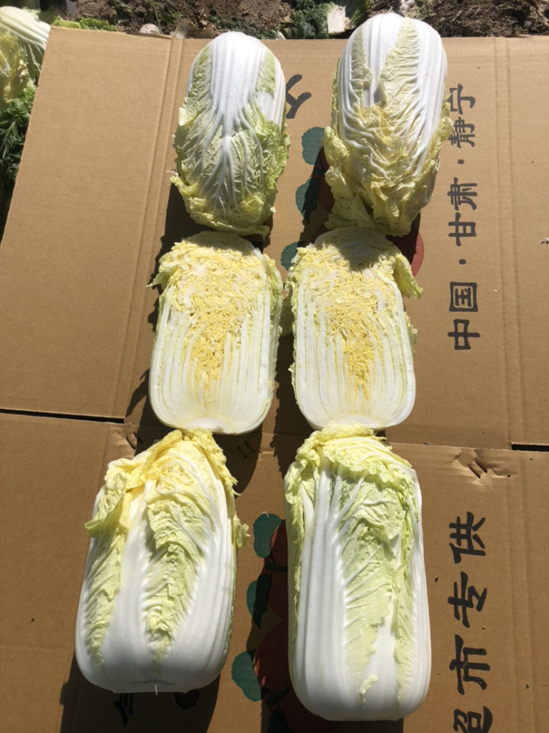 娃娃菜究极精品玲珑黄出口品质