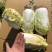 娃娃菜究极精品玲珑黄出口品质