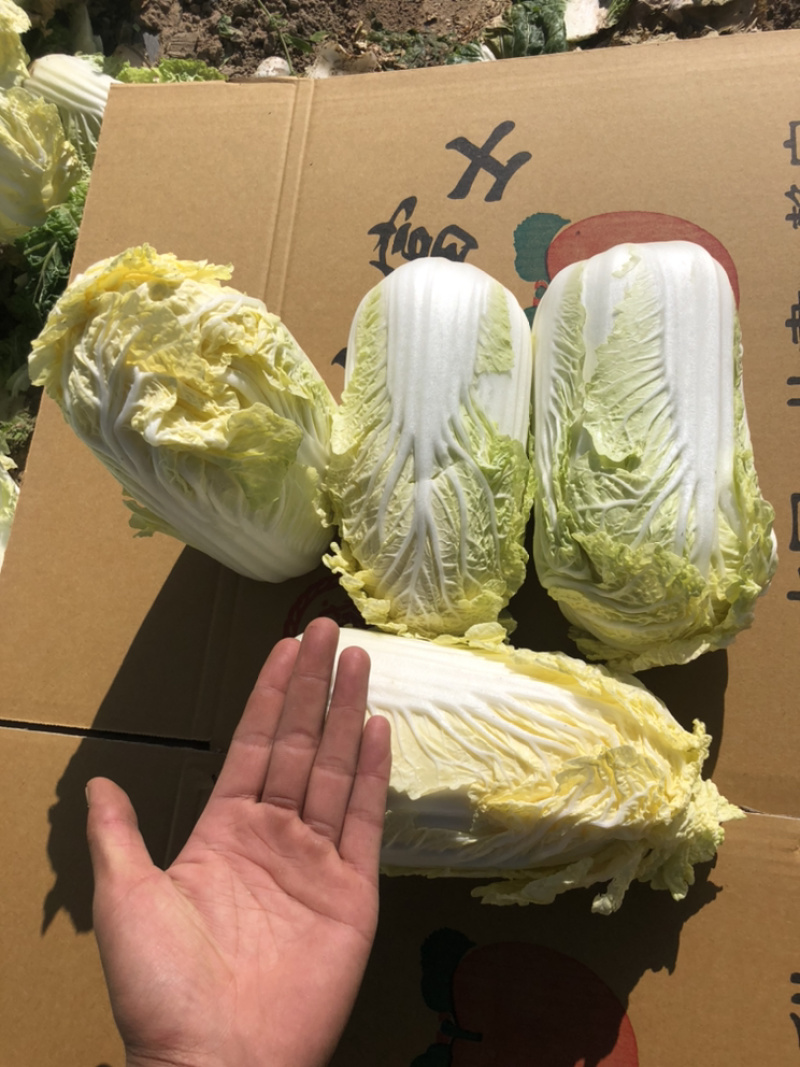 娃娃菜究极精品玲珑黄出口品质