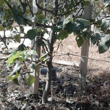 大量供应占地梨树，各种梨树，各种规格，树形好，成活率高