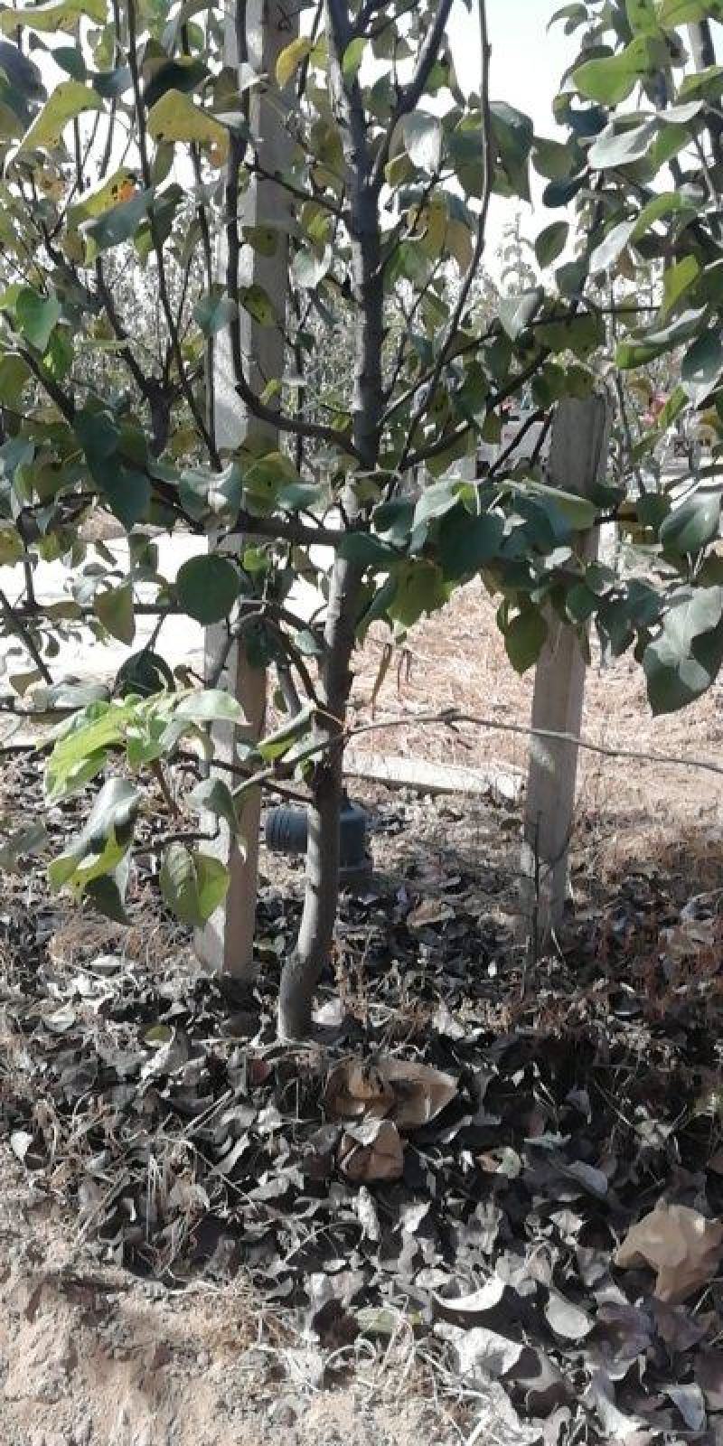 大量供应占地梨树，各种梨树，各种规格，树形好，成活率高