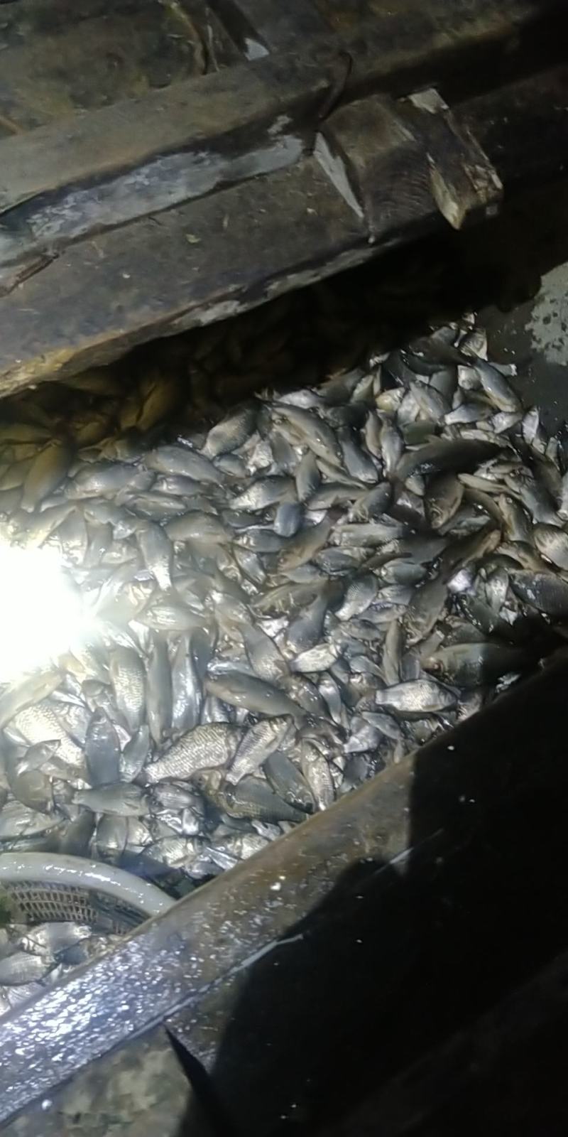精品原生态河道白鳞鲫鱼！朱赵鑫河水产！开售。预购从速！