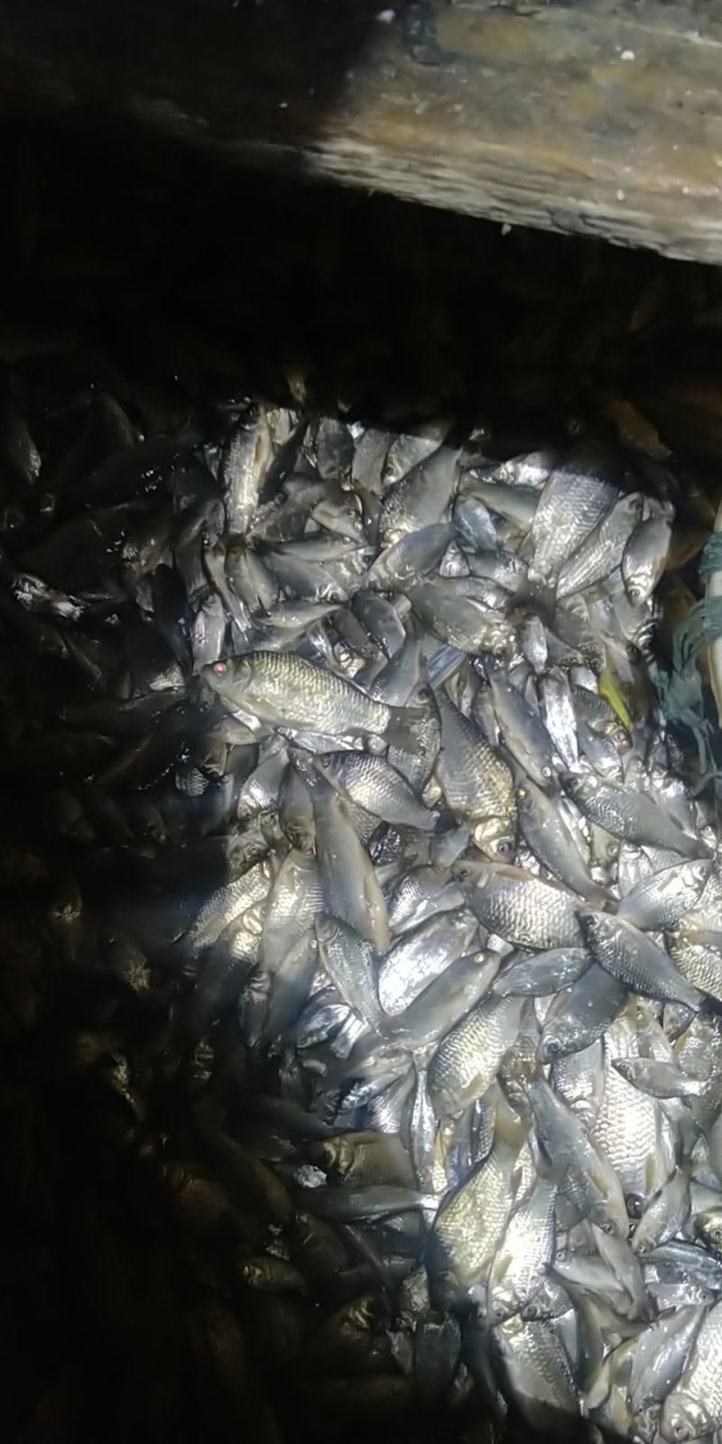 精品原生态河道白鳞鲫鱼！朱赵鑫河水产！开售。预购从速！