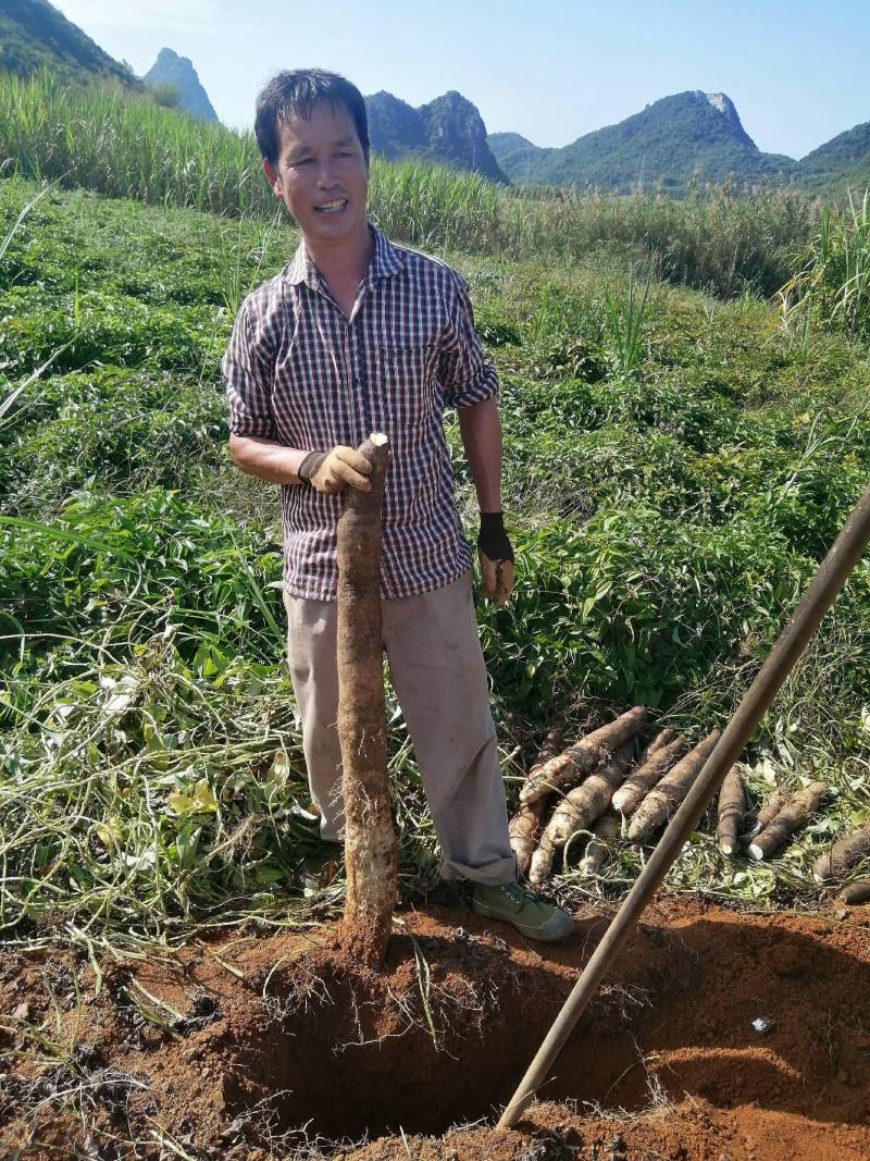 黑鬼山药大量批发产地直销欢迎各位老板来订购