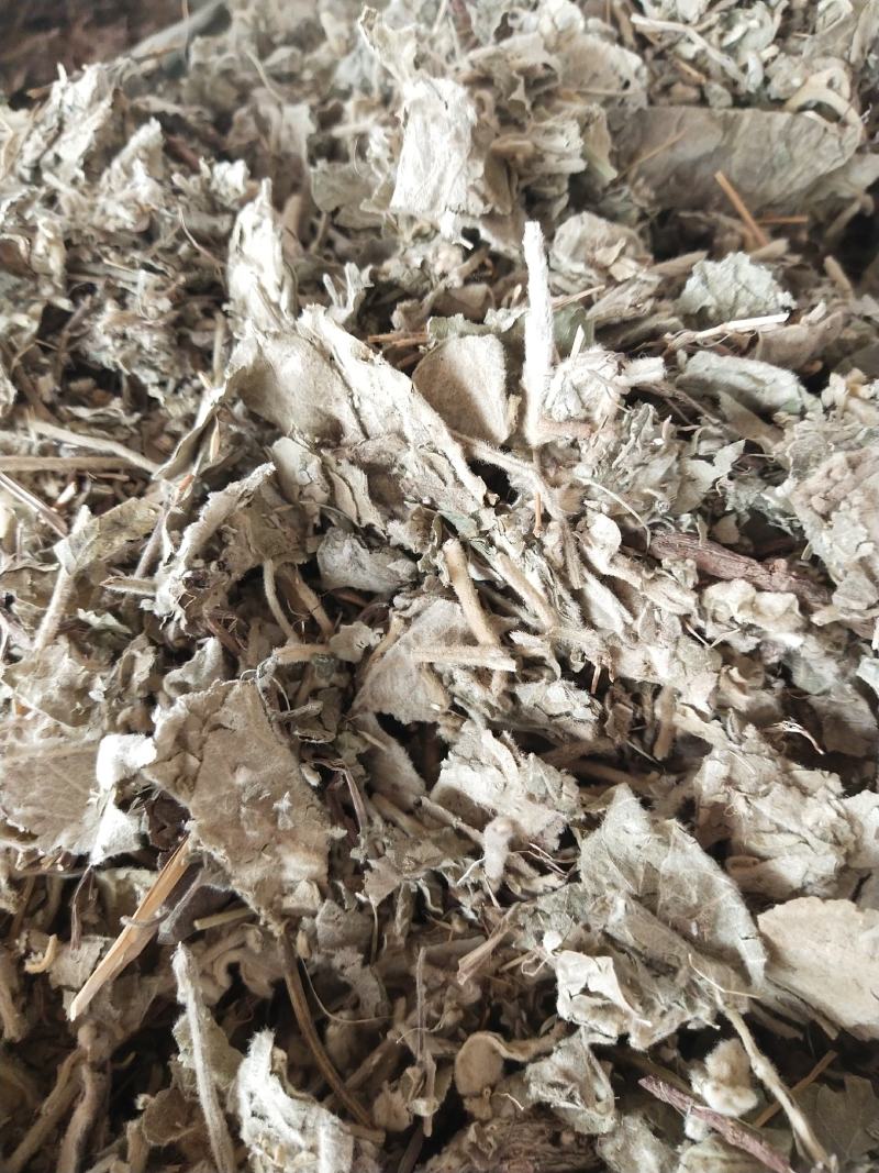 寻骨风产地直销，量大优惠