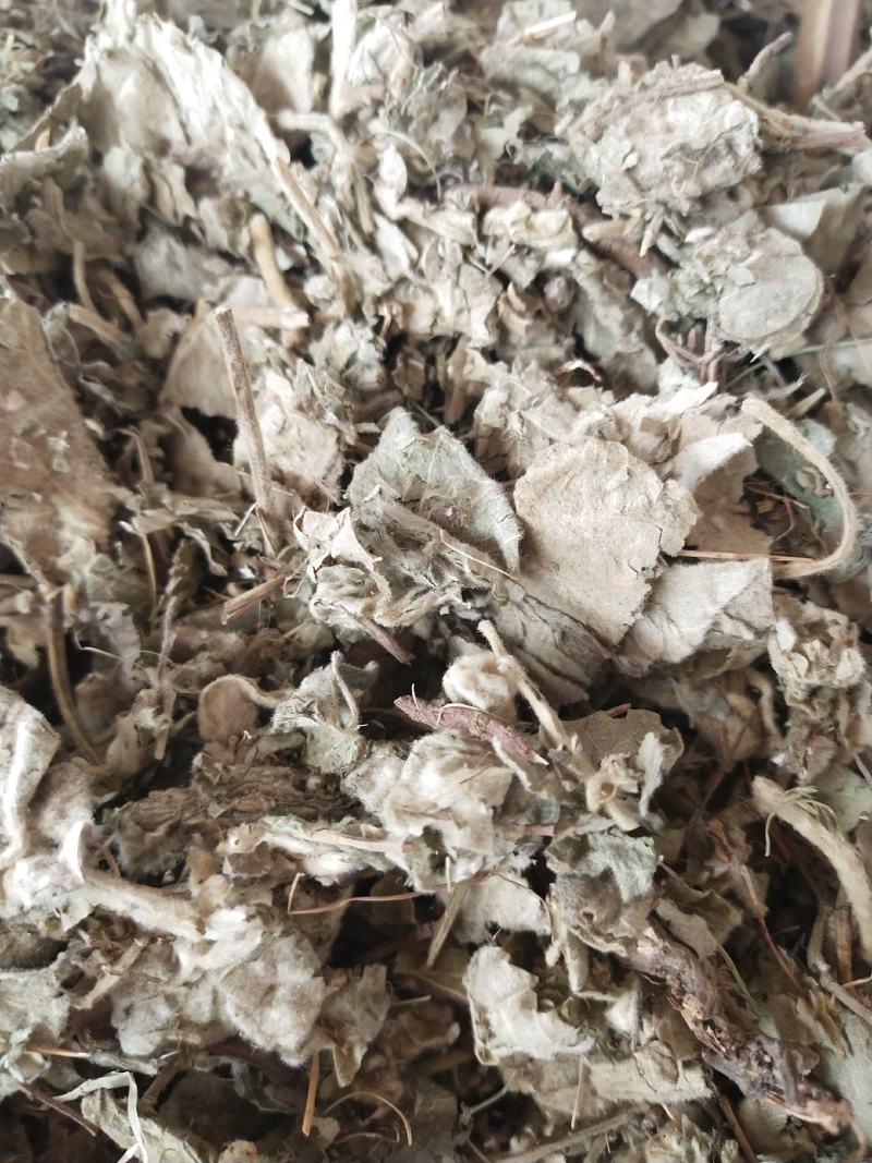 寻骨风产地直销，量大优惠
