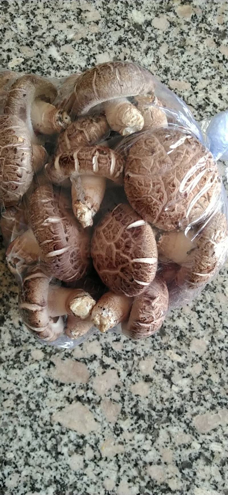 河南内乡农家自种鲜花菇，爱心助农，每天限50单