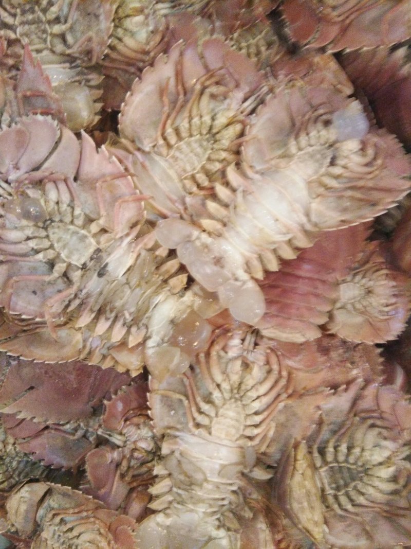 琵琶虾