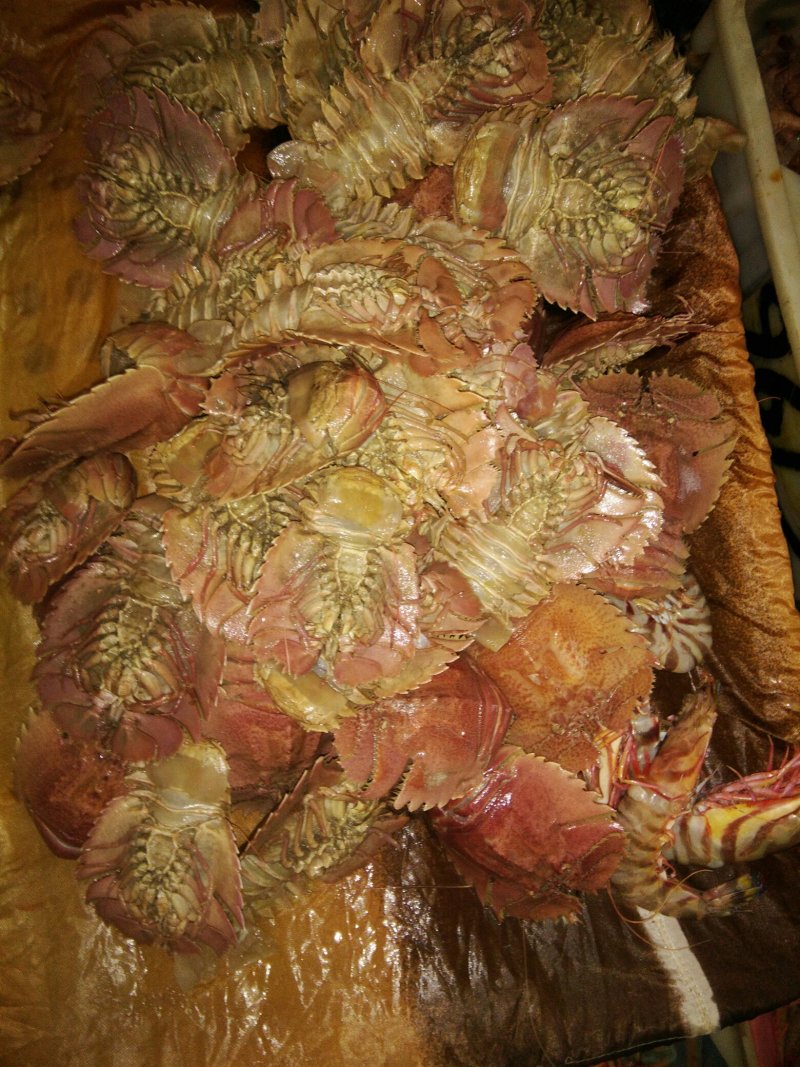 琵琶虾