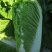 叶菜类北京新三号大白菜