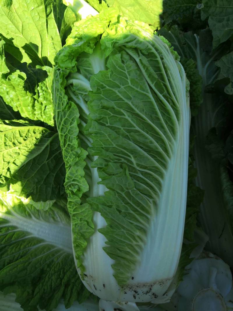 叶菜类北京新三号大白菜