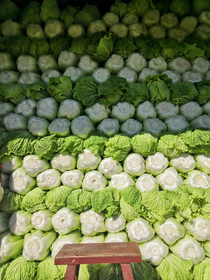叶菜类北京新三号大白菜