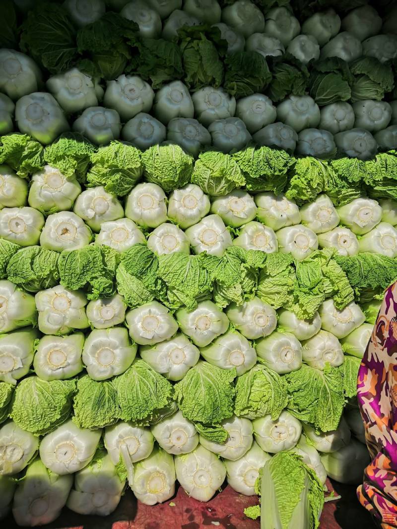 叶菜类北京新三号大白菜