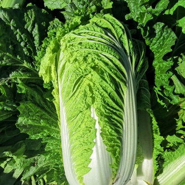叶菜类北京新三号大白菜