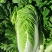 叶菜类北京新三号大白菜