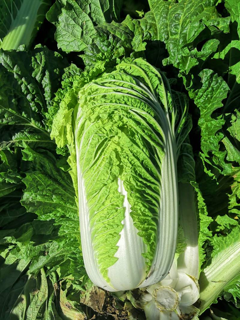 叶菜类北京新三号大白菜